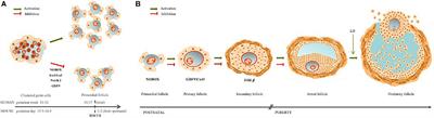 Germ–Somatic Cell Interactions Are Involved in Establishing the Follicle Reserve in Mammals